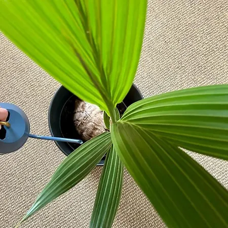 Apartment Gemütliches *